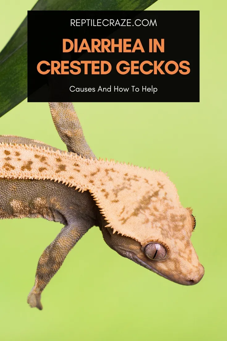 crested gecko diarrhea
