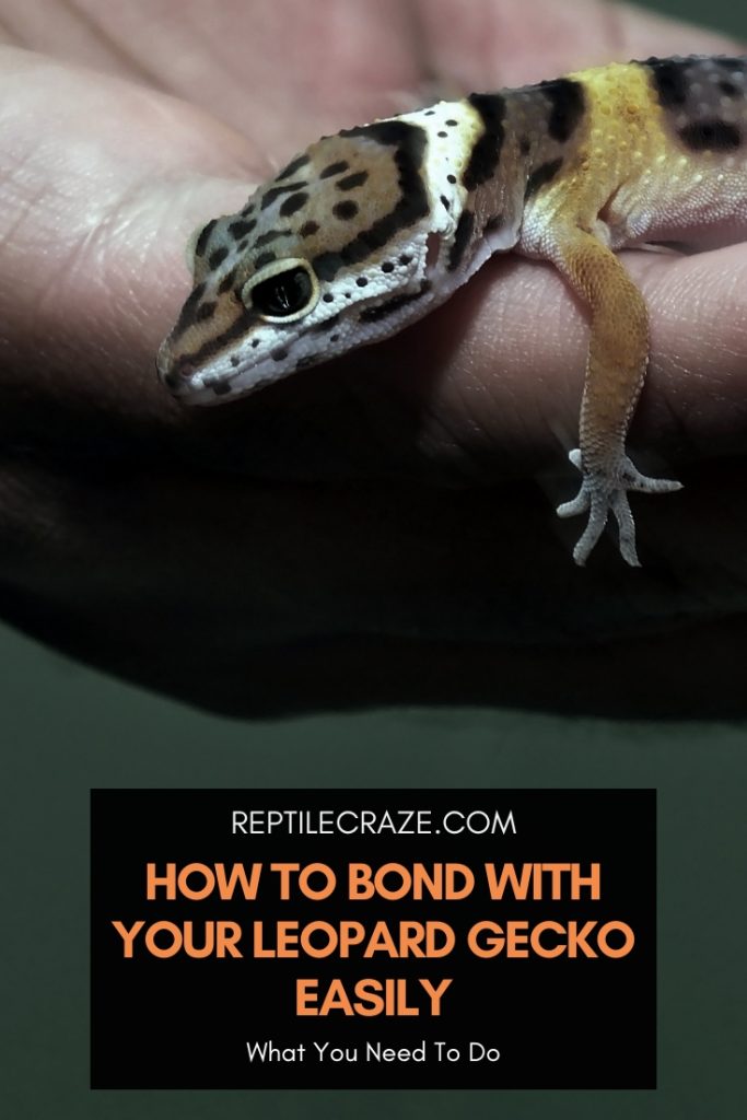 5 Signs Your Leopard Gecko Likes You - Reptile Craze