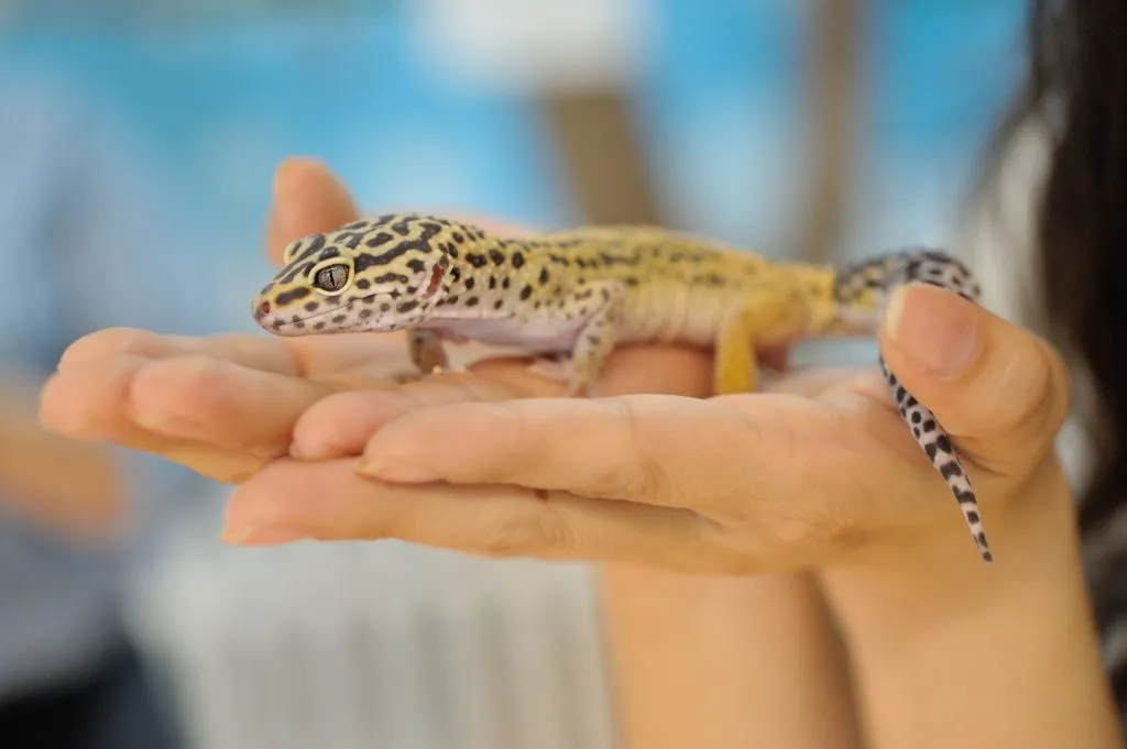 Should leopard geckos be in the dark at night?