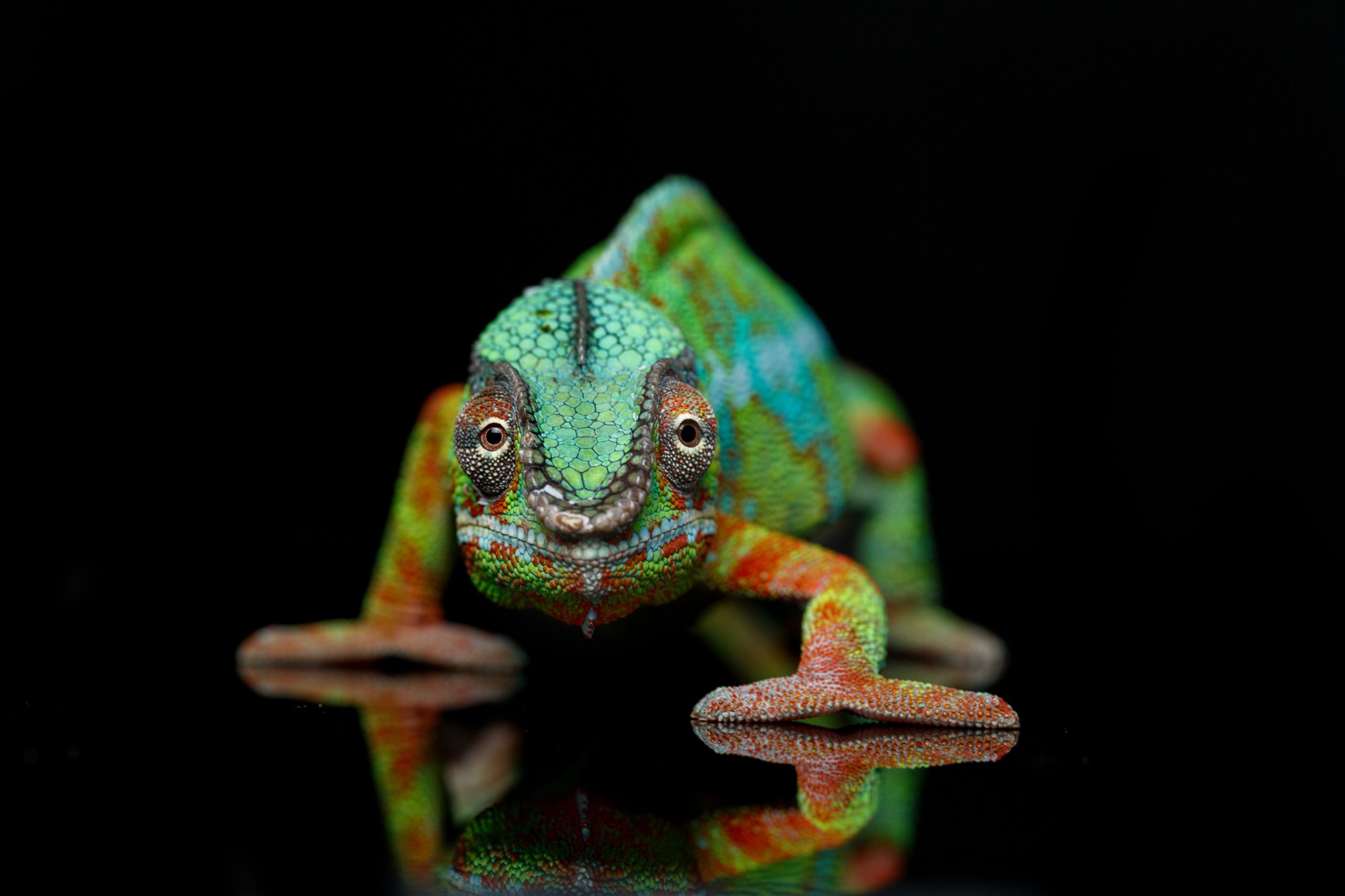 6 Reasons Why Your Chameleon Is Shaking - Reptile Craze