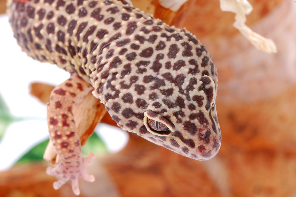 How do you know when a leopard gecko likes you?