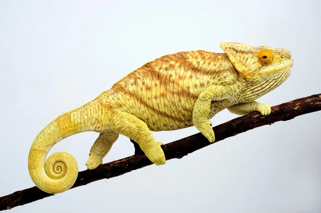 very pricy chameleon