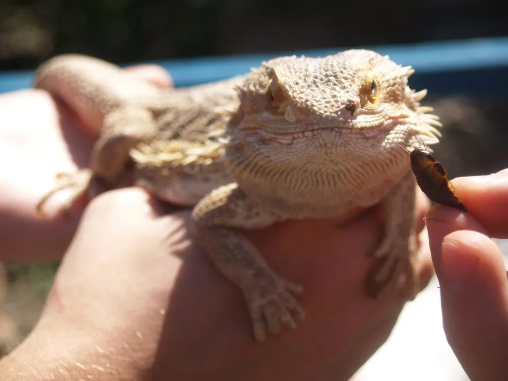 what temperature do bearded dragons need at night?