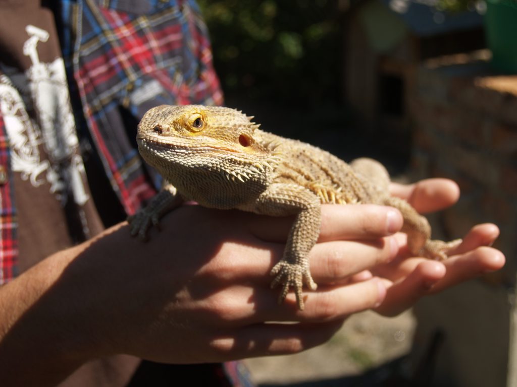 what does it mean when a bearded dragon poops on you?