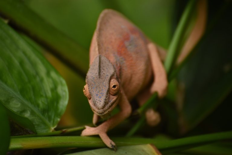 These Are The 3 Most Expensive Chameleons - Reptile Craze