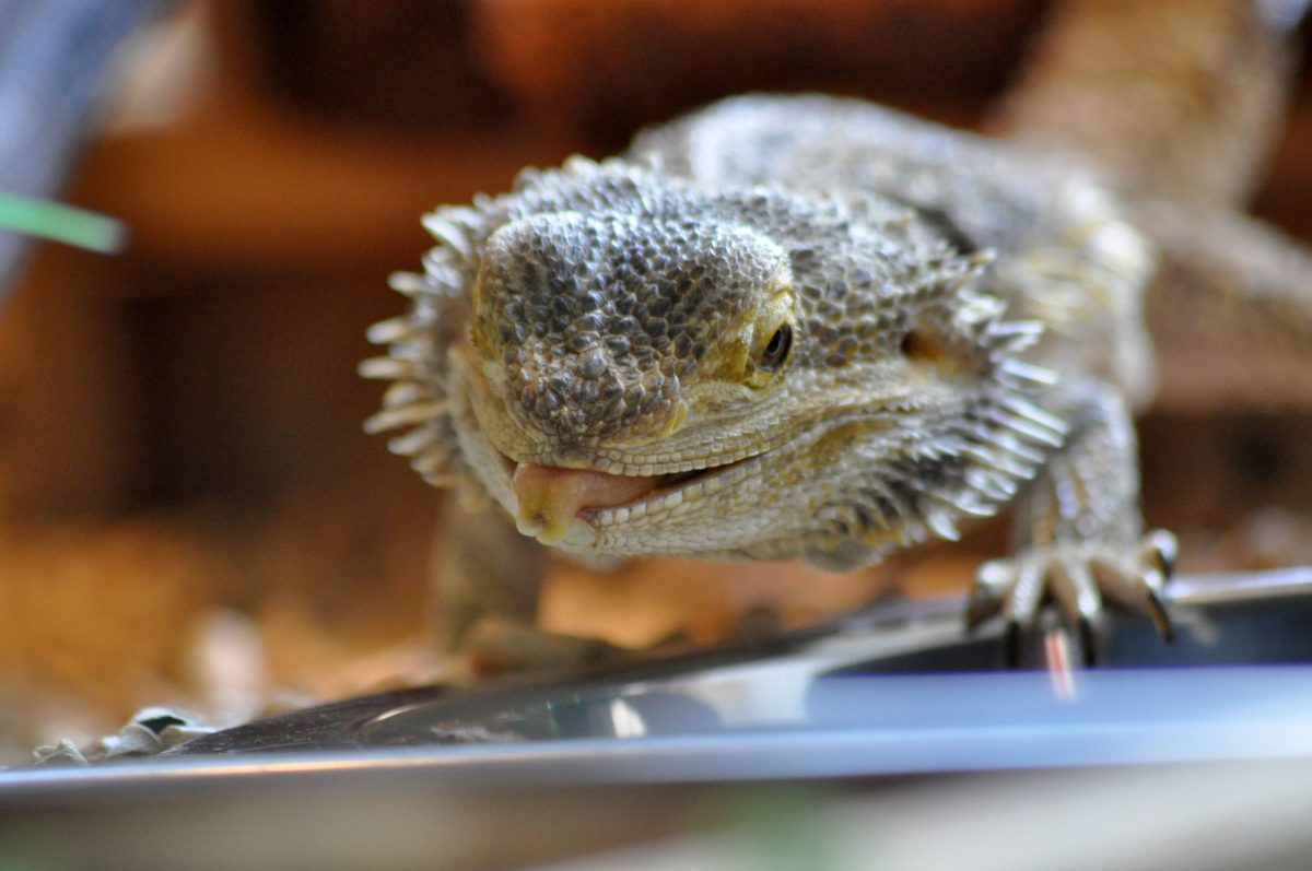 Best Tank Mates For Bearded Dragons & How To Make It Work Reptile Craze