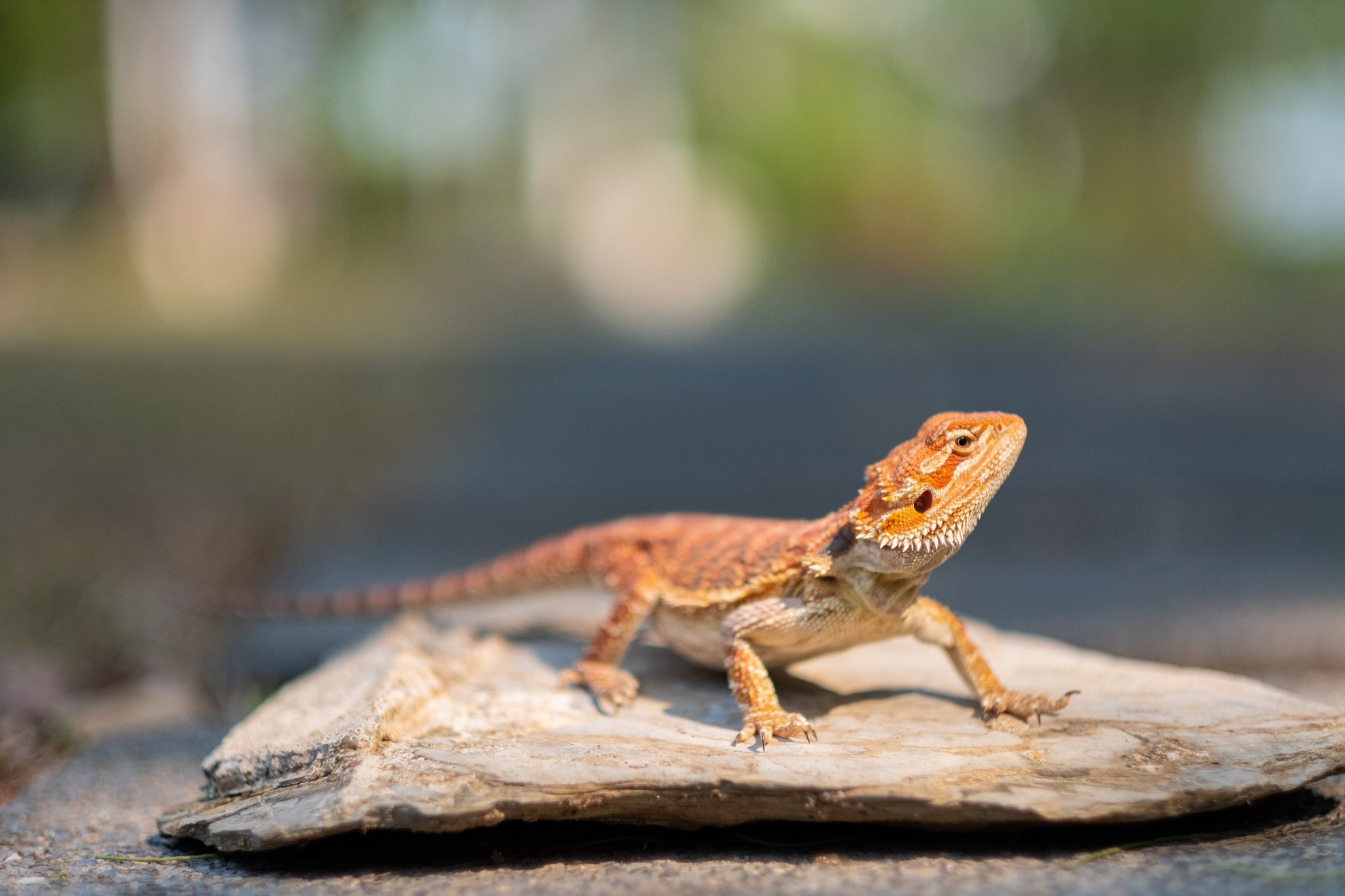 Do Bearded Dragons Need A Heat Lamp? Are Heat Mats Better? Reptile Craze