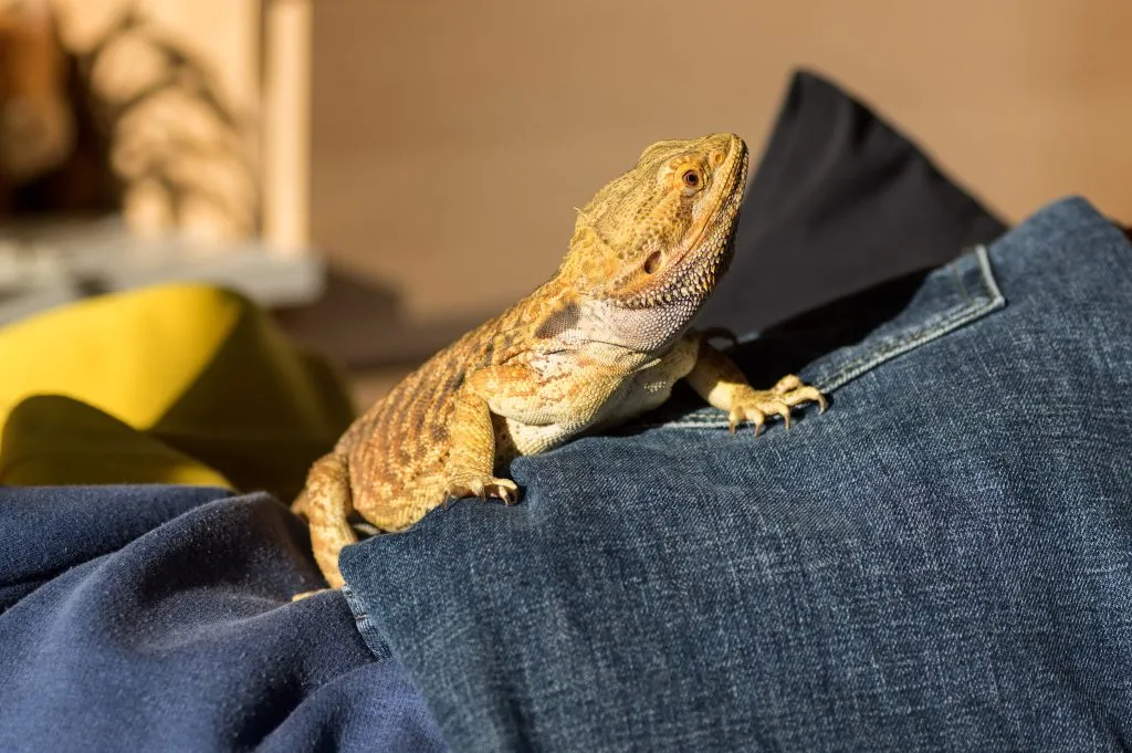 Bearded dragon no outlet heat lamp