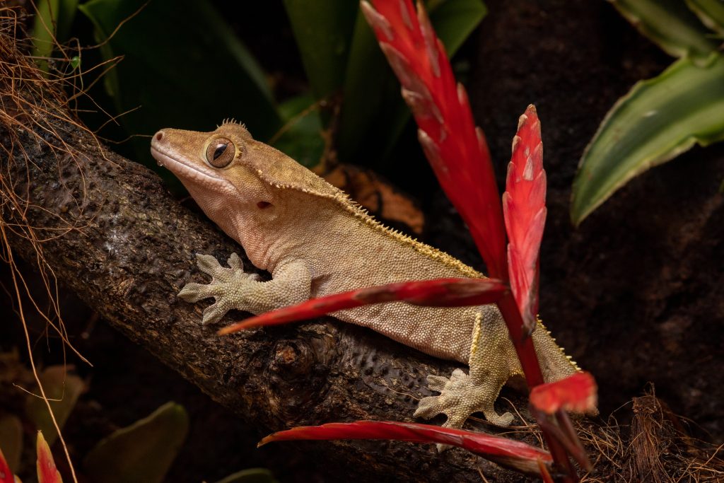 how to get a crested gecko to eat?