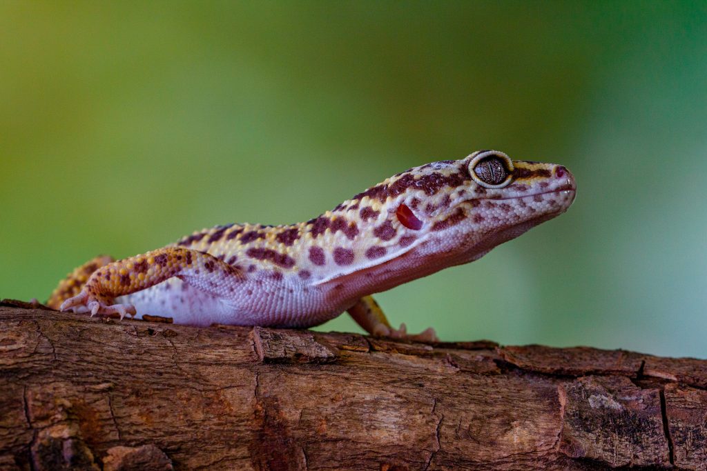 How do I get my leopard gecko to like me?