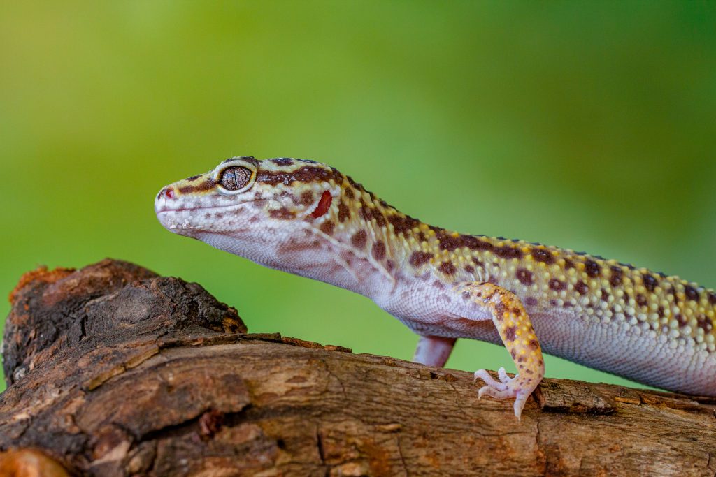 What not to put in a leopard gecko tank?