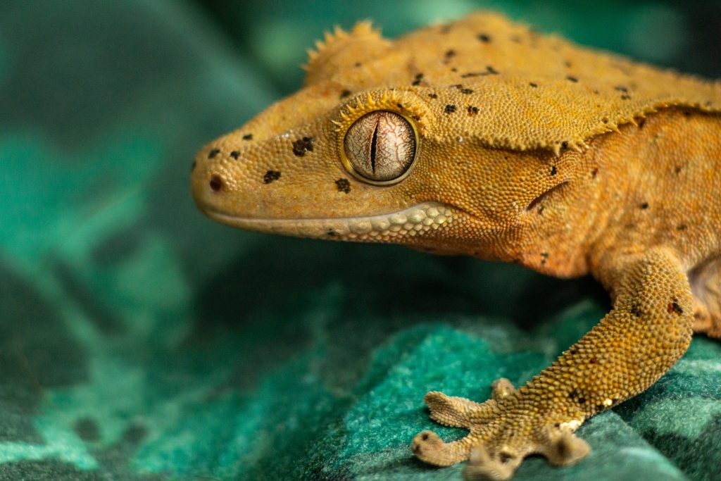 crested gecko not eating or moving much