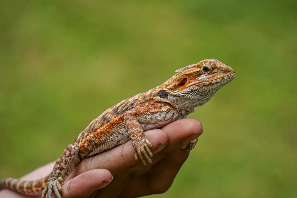 how to stop a bearded dragon from pooping on you