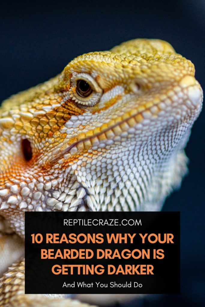 10 Reasons Why Your Bearded Dragon Is Getting Darker - Reptile Craze