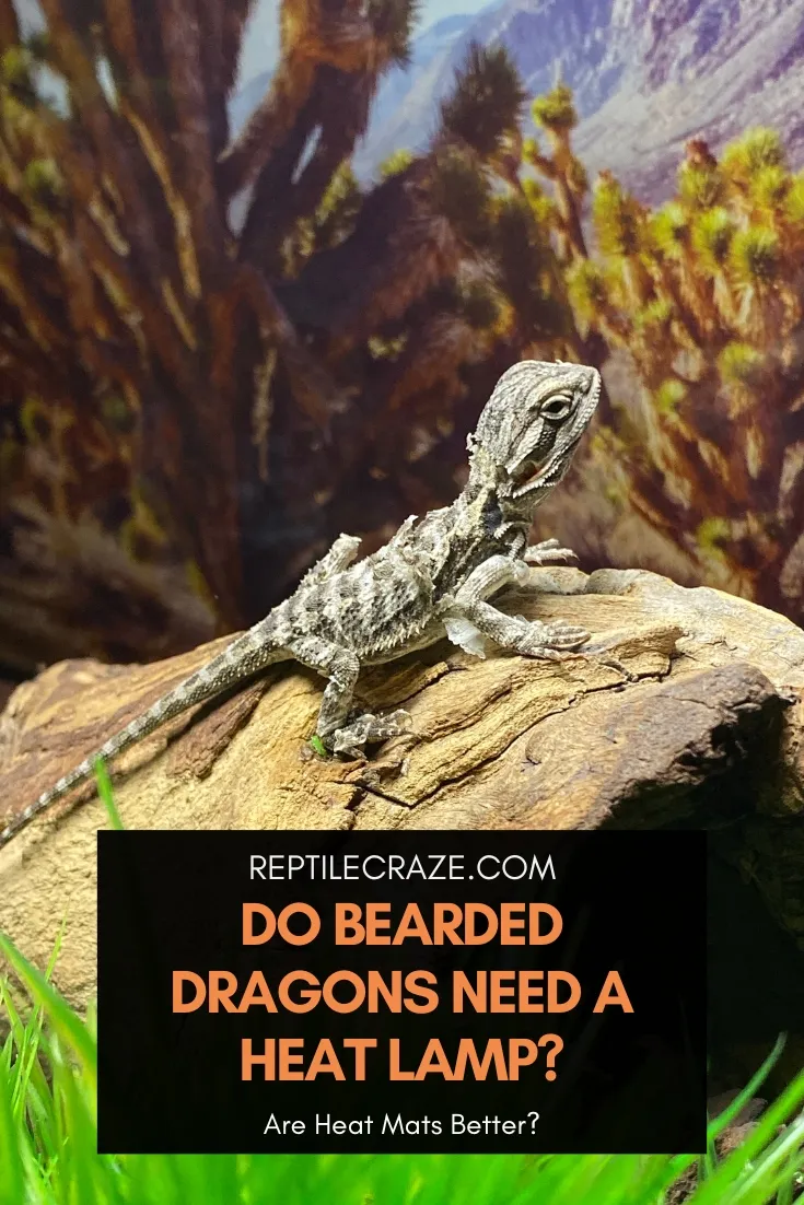 Bearded dragon hotsell heat lamp