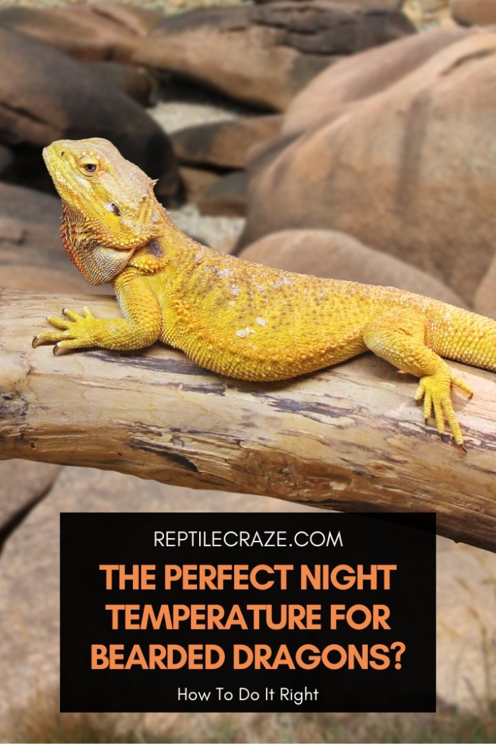 The Perfect Night Temperature For Bearded Dragons - Reptile Craze