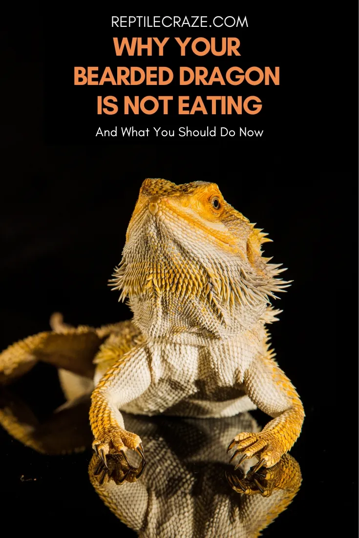 what eats a bearded dragon