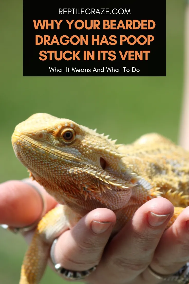 bearded dragon poop stuck in vent