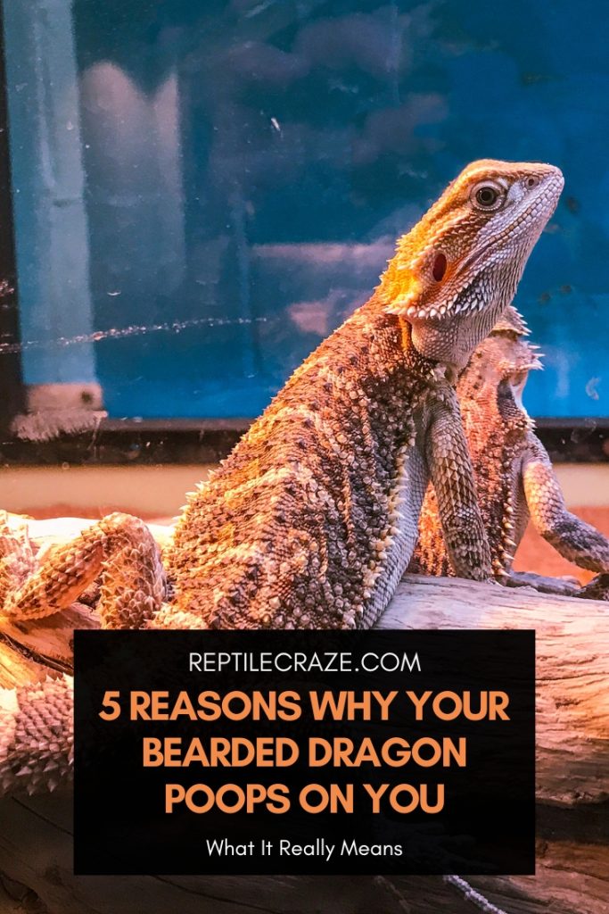 5 Reasons Why Your Bearded Dragon Poops On You - Reptile Craze