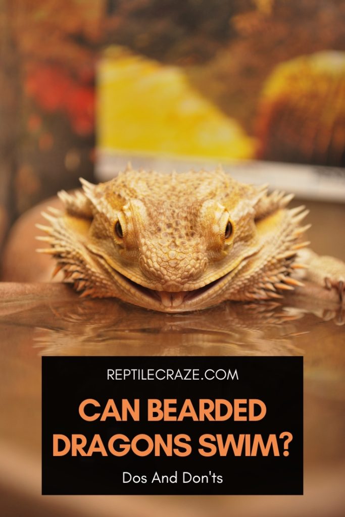 Can Bearded Dragons Swim? Dos And Don'ts - Reptile Craze