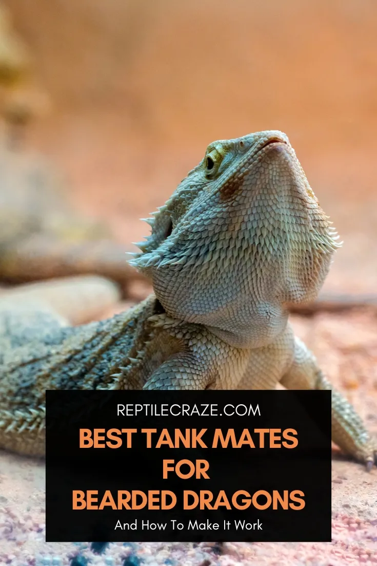 bearded dragon tank mates