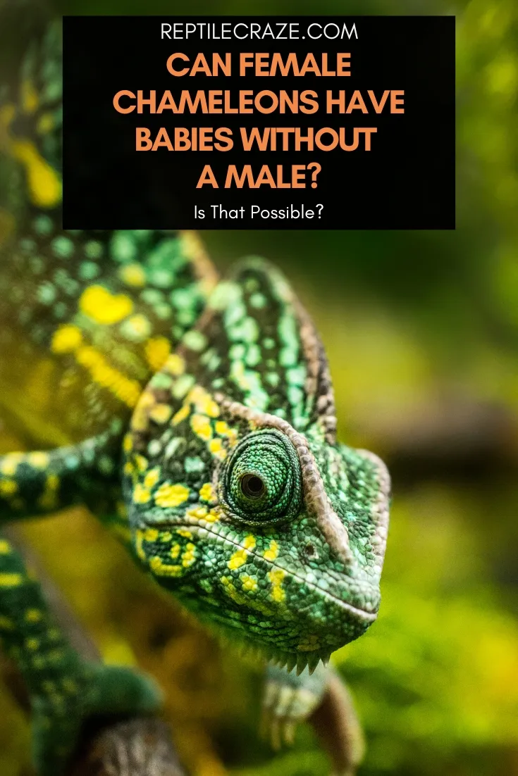 Can Female Chameleons Have Babies Without A Male?