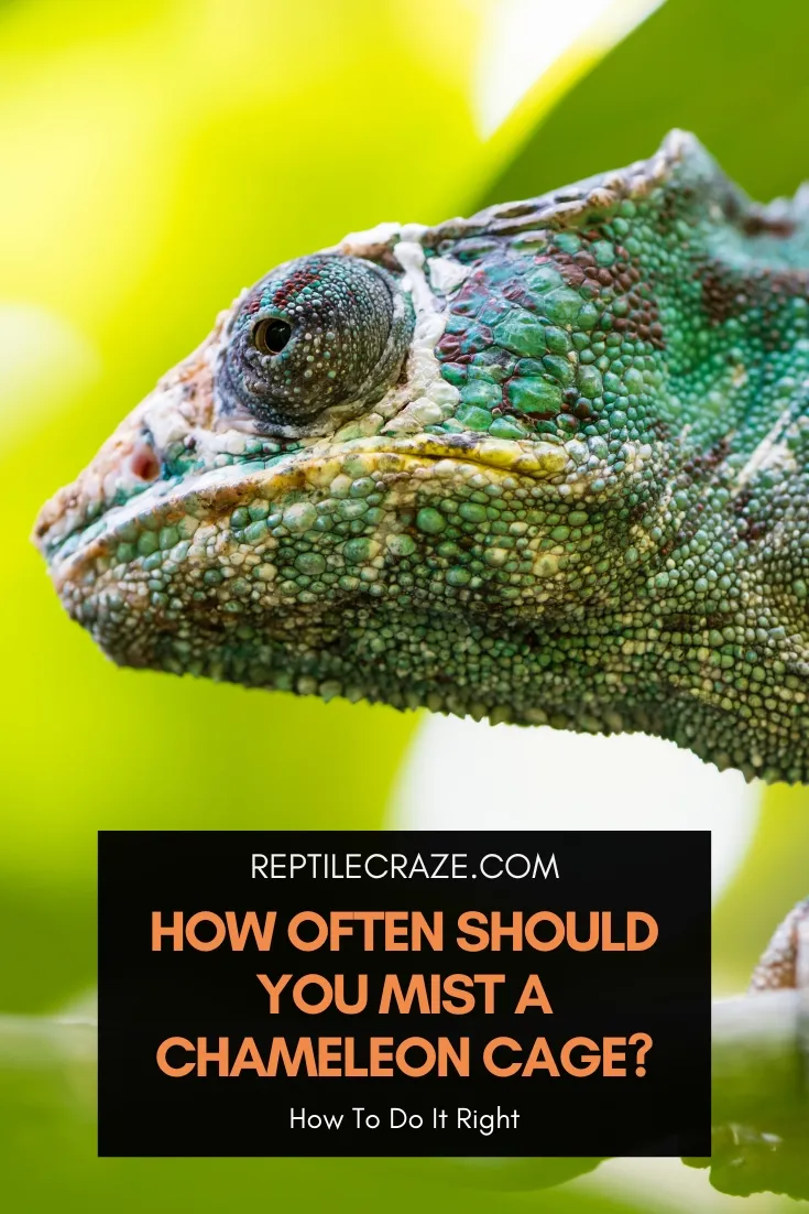 How Often Should You Mist A Chameleon Cage