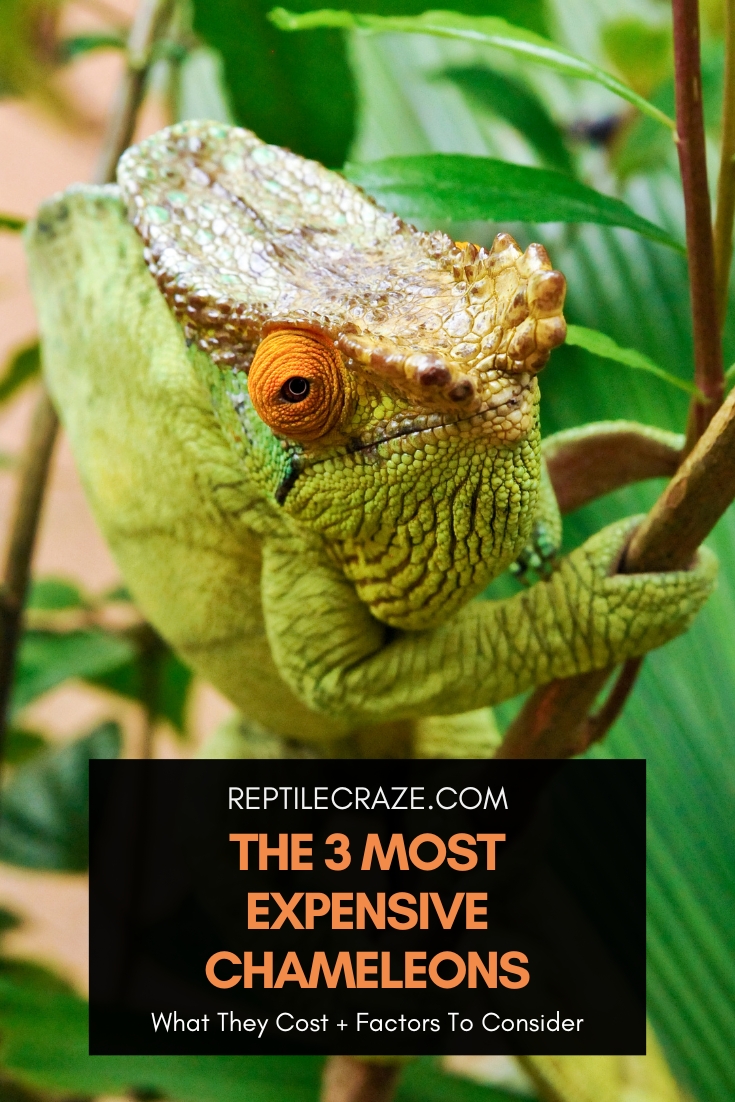 These Are The 3 Most Expensive Chameleons - Reptile Craze