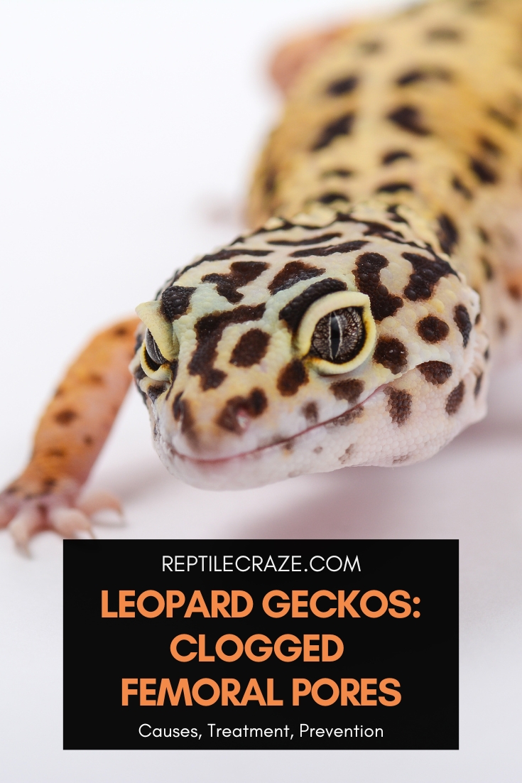 leopard gecko clogged femoral pores