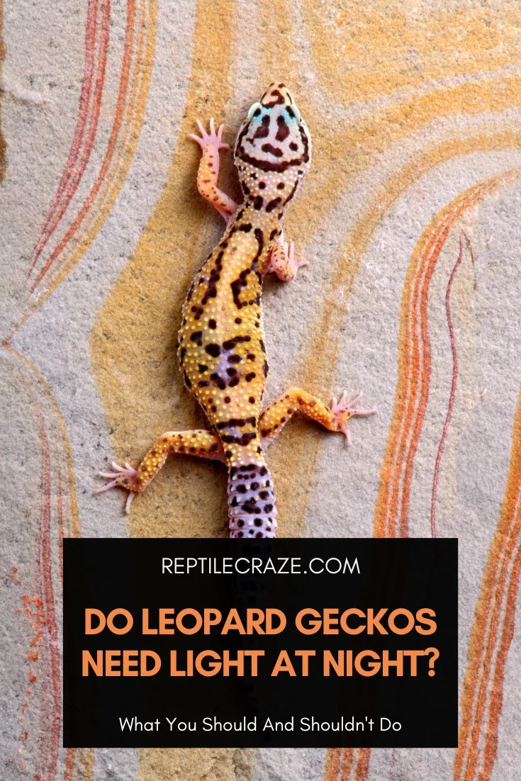 Leopard deals gecko lighting