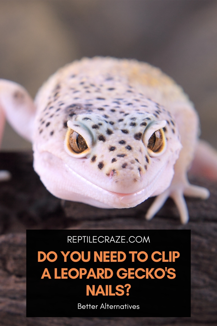 Do leopard geckos need their nails clipped