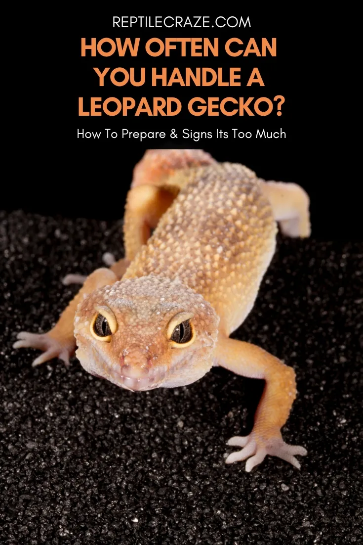 How Often Can You Handle A Leopard Gecko?