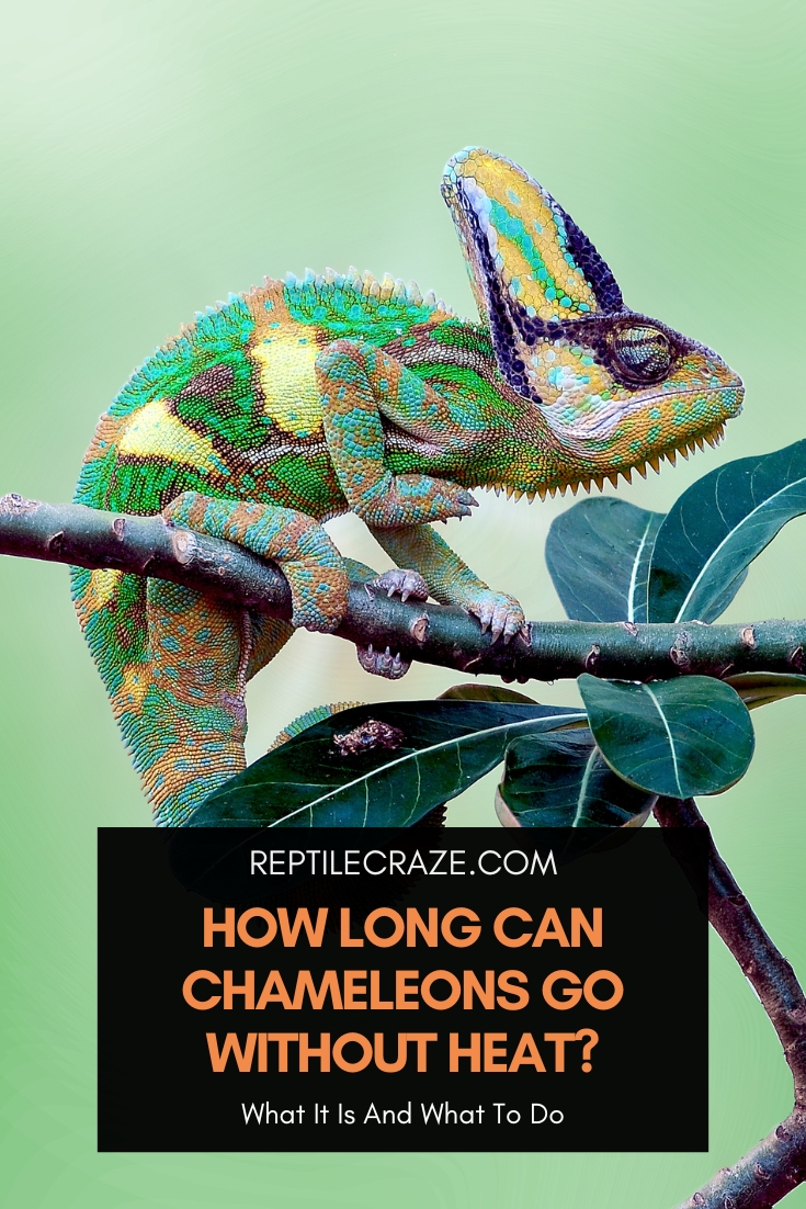 How Long Can Chameleons Go Without Heat?