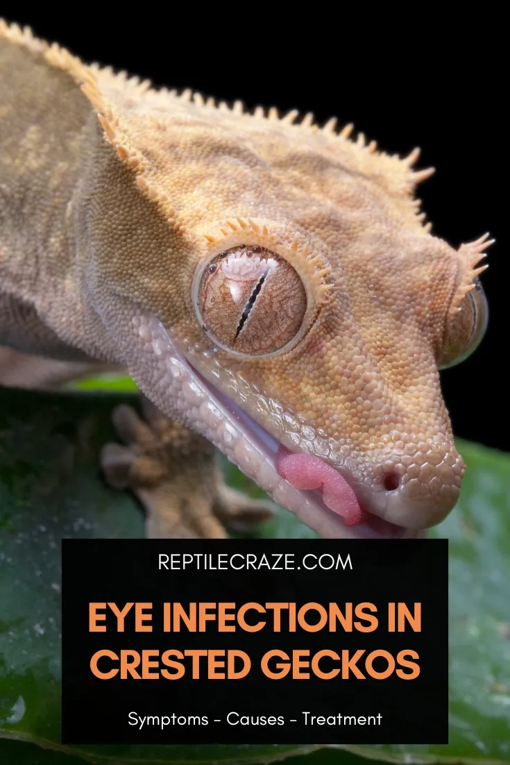 crested gecko eye infection