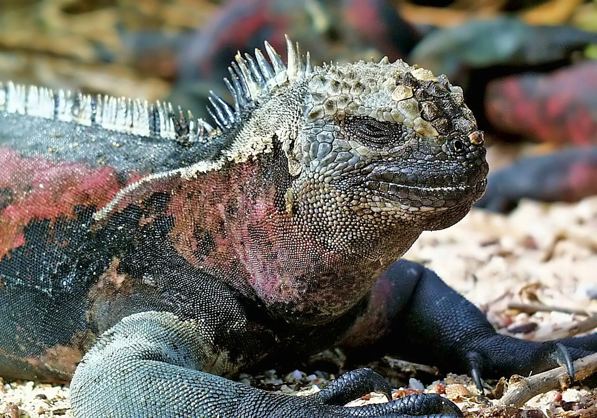 Marine Iguana