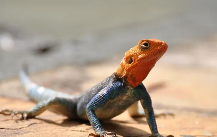 African Red-headed Agama