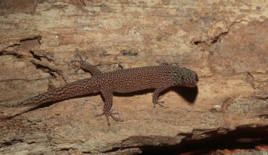 Ashy Gecko