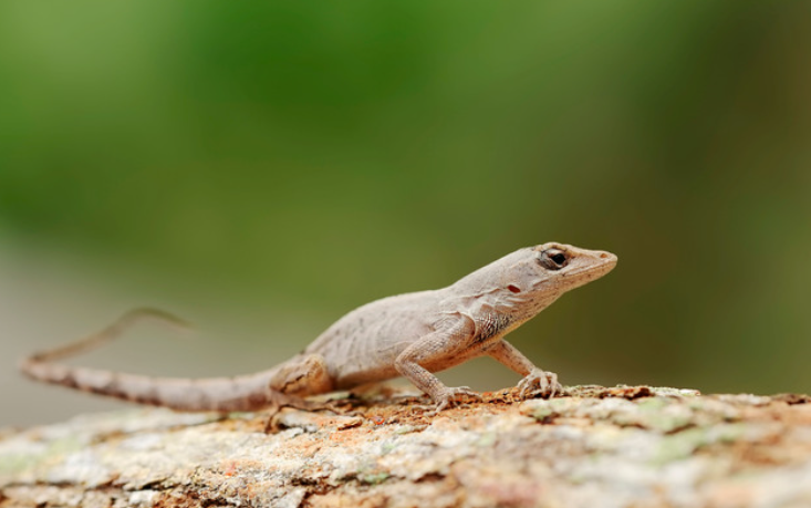 bark anole