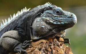 blue iguana profile