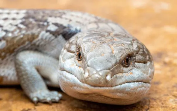 blue tongue skink