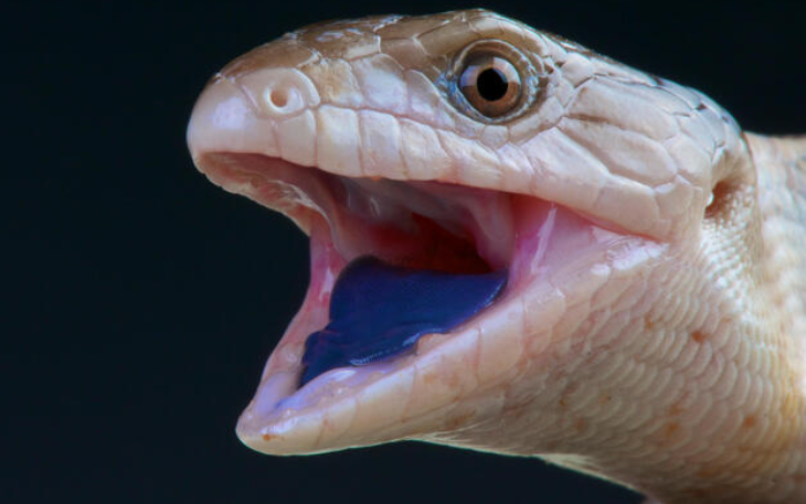 blue tongue skink profile