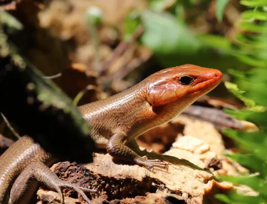 Broad-Headed Skink