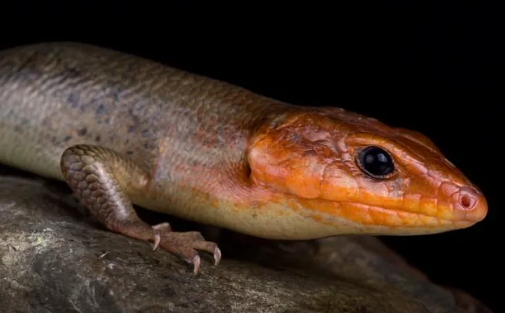 Broad-headed Skink