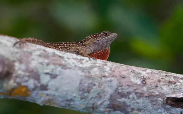 brown anole