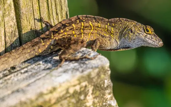 brown anole