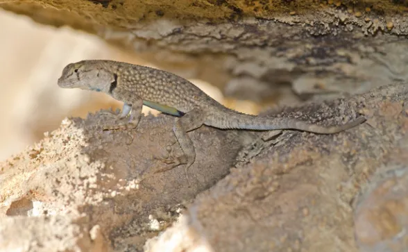 Canyon Lizard