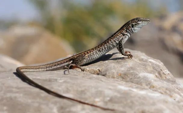 Chihuahuan Spotted Whiptail