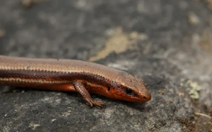 coal skink