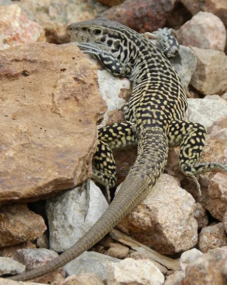 Common Checkered Whiptail