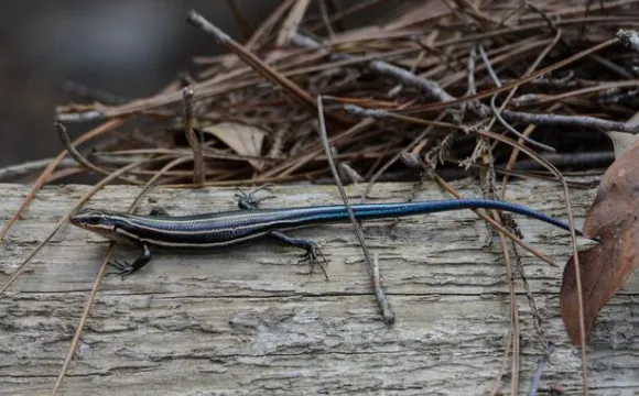 Common Five-Lined Skink